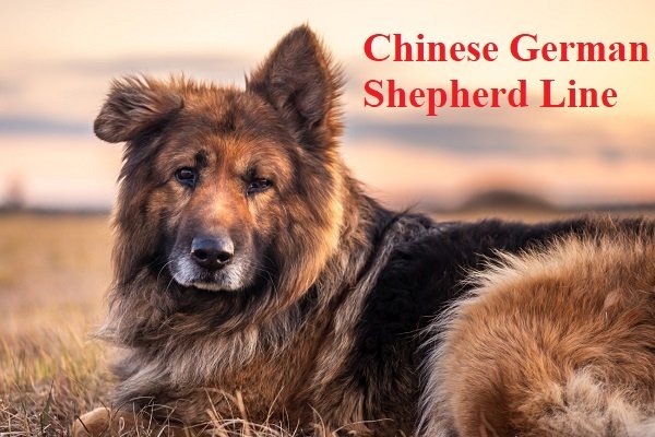 Chinese-German-Shepherd-Line