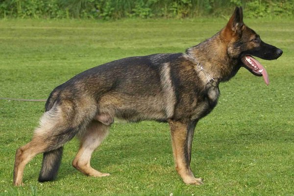 Czech-German-Shepherd-Line