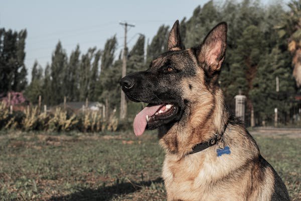 East-German-Shepherd Line