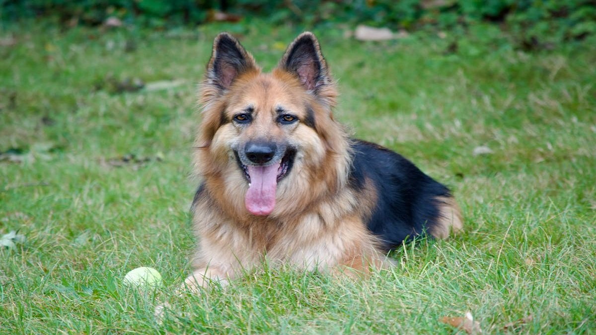 Types of german shepherd dog