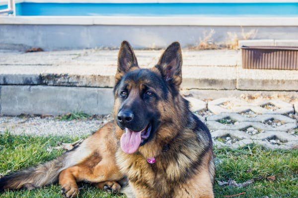 HOW MANY YEARS DO GERMAN SHEPHERDS LIVE?