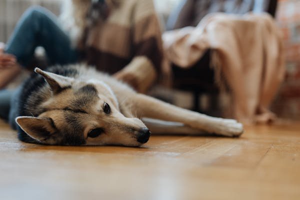 German-Shepherd