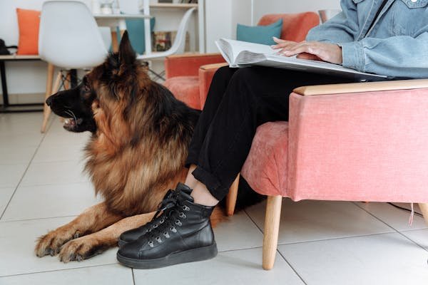 Long-haired-German-shepherd-dog