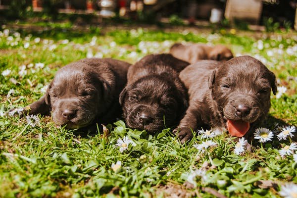 German-shepherd-puppies