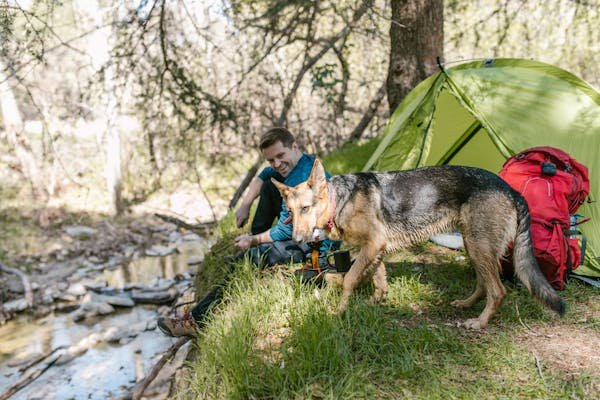 German-Shepherd-Dog