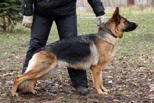 Hip-Dysplasia-In-German-Shepherd-Dog