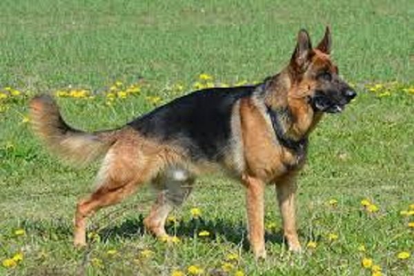 West-German-Shepherd-Line